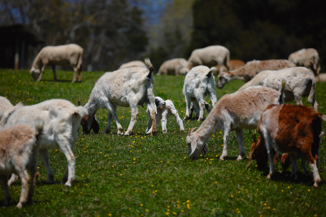 阿帕拉契山的山羊