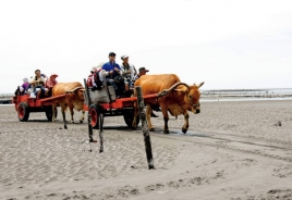 碩果僅存的海牛車隊，平日載蚵，假日則成為觀光車。
