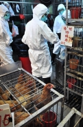 今年端午節前夕，香港食物及衛生局局長周一嶽公布禽流感檢疫報告，證實從街市抽取的5個雞糞樣本，帶有H5N1禽流感病毒。